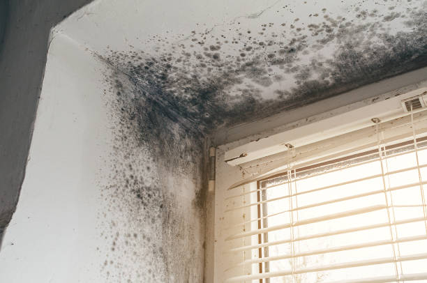 Trusted Commercial Mold Remediation service in Hainesport, NJ - Cheap Mold Removal